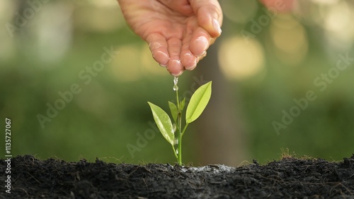 Nurturing Growth Watering a Young Plant in Soil Nature Setting Inspirational Photography Close-Up Viewpoint Environmental Awareness