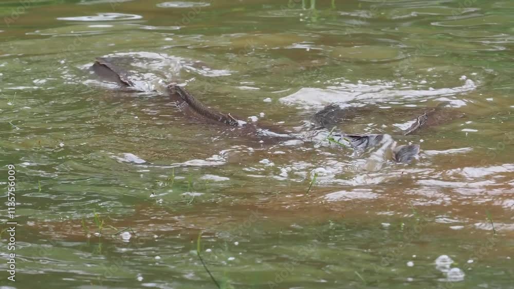 Catfish in a naturally raised earthen pond Catfish in a naturally raised earthen pond