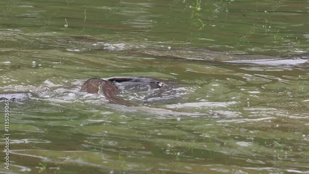 Catfish in a naturally raised earthen pond Catfish in a naturally raised earthen pond
