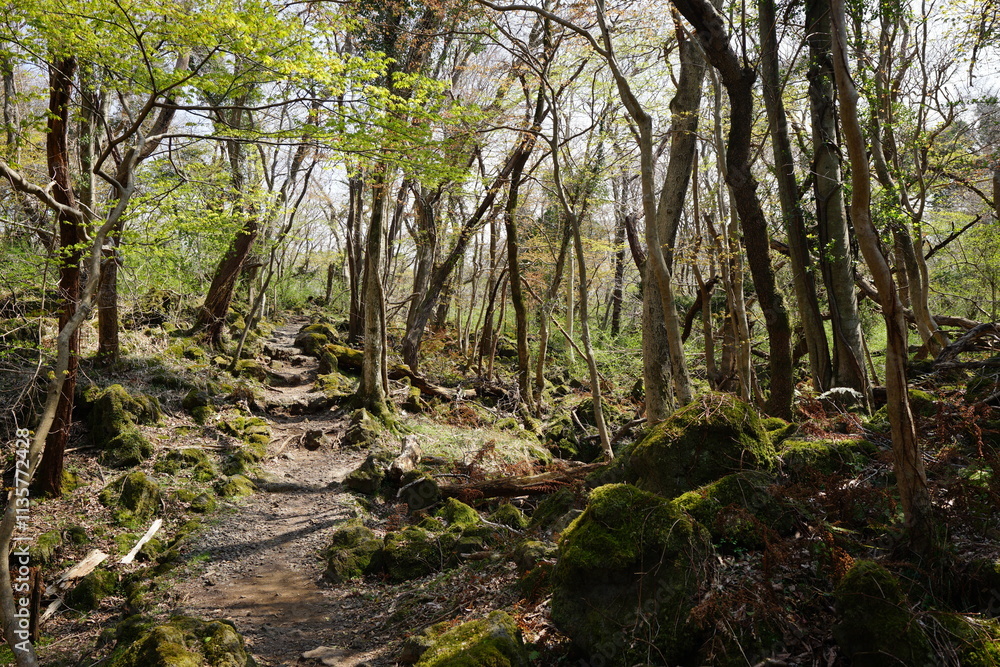 fine spring path in old forest fine spring path in old forest