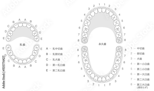白黒 永久歯と乳歯の歯列とその名称の解説セット