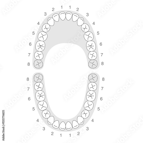 白黒 永久歯の歯列とその名称の解説