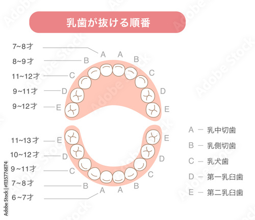 乳歯が抜ける時期と名称の解説イラスト
