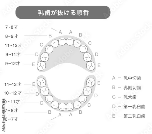 白黒 乳歯が抜ける時期と名称の解説イラスト