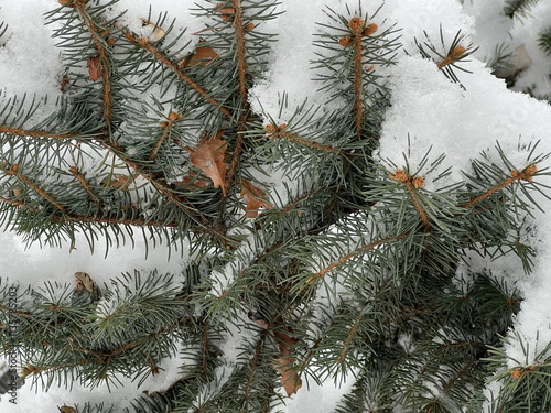 Branches covered with a layer of snow. The park area.