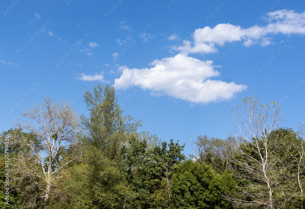 blue sky with clouds against the background of the tops of green trees on a sunny day blue sky with clouds against the background of the tops of green trees on a sunny day