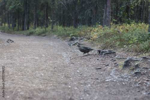 A bird in the forest
