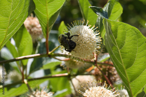 Bee on a white Bottonbush plant on a spring day at the United States Botanic Garden in Washington DC.