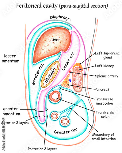 Peritoneal cavity (para-sagittal section) photo