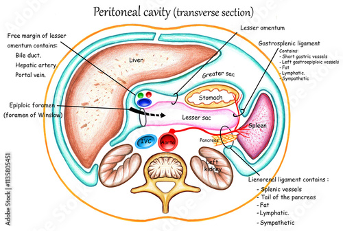 Peritoneal cavity (transverse section)