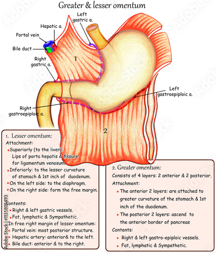 peritoneum (Greater & lesser omentum)