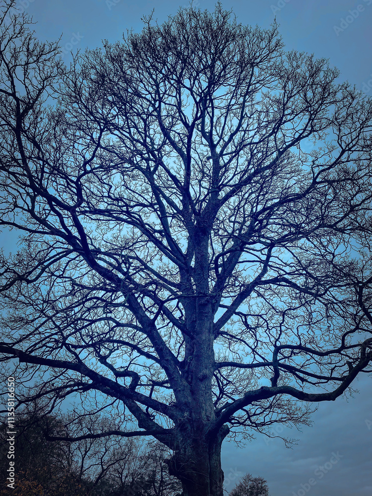 A study of the branches of a tree in the night A study of the branches of a tree in the night