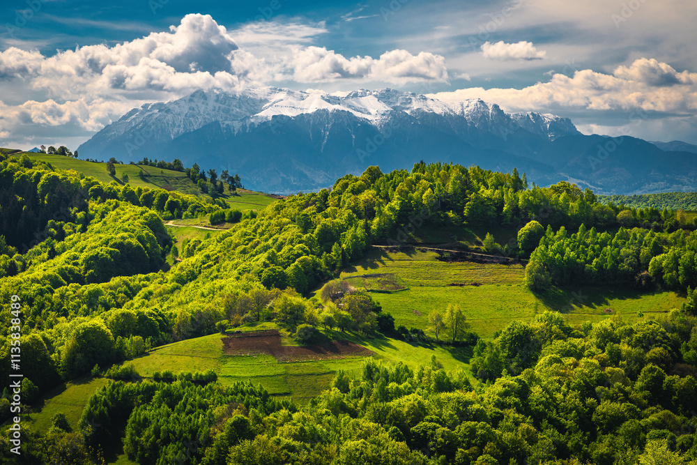 Landscape with fresh green forest on the slope, Holbav, Romania