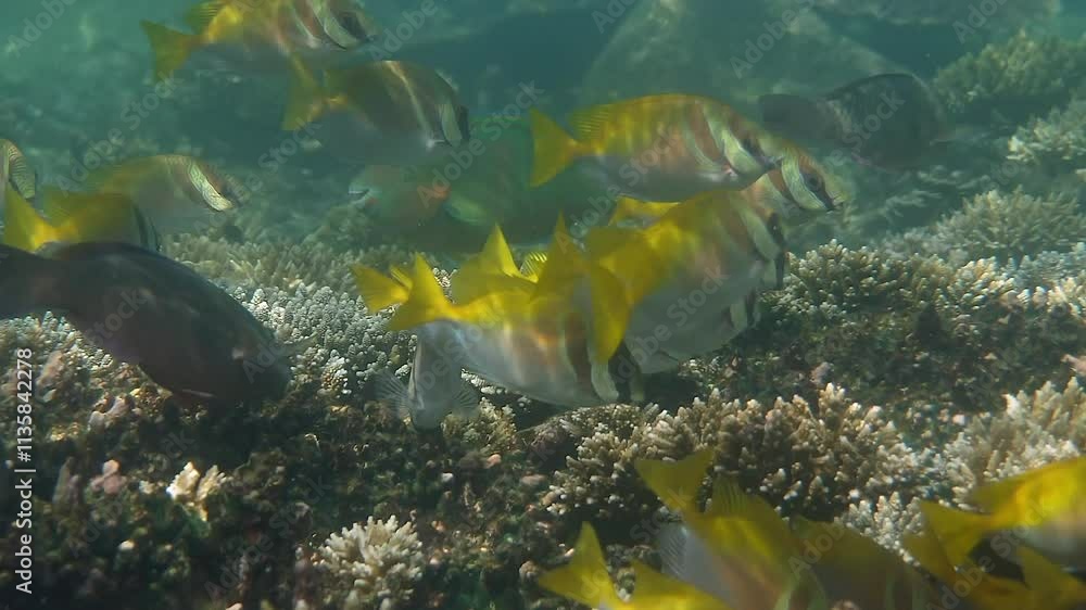 Dive into a breathtaking underwater world where a school of colorful fish roam elegantly in clear ocean waters amidst beautiful coral reefs Dive into a breathtaking underwater world where a school of colorful fish roam elegantly in clear ocean waters amidst beautiful coral reefs