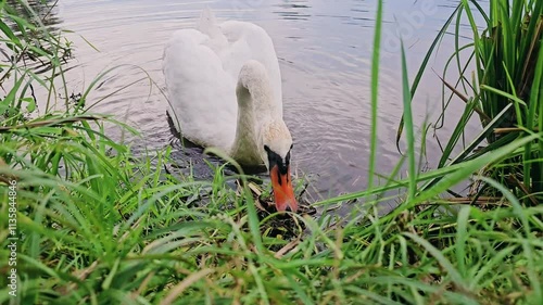 White mute swan pecking green grass among yellow fallen leaves alongside pigeons on the shore of Swan Lake in Stryiskyi Park, Lviv, Ukraine. Video 39 seconds. Reflection of trees on the mirror-like wa photo