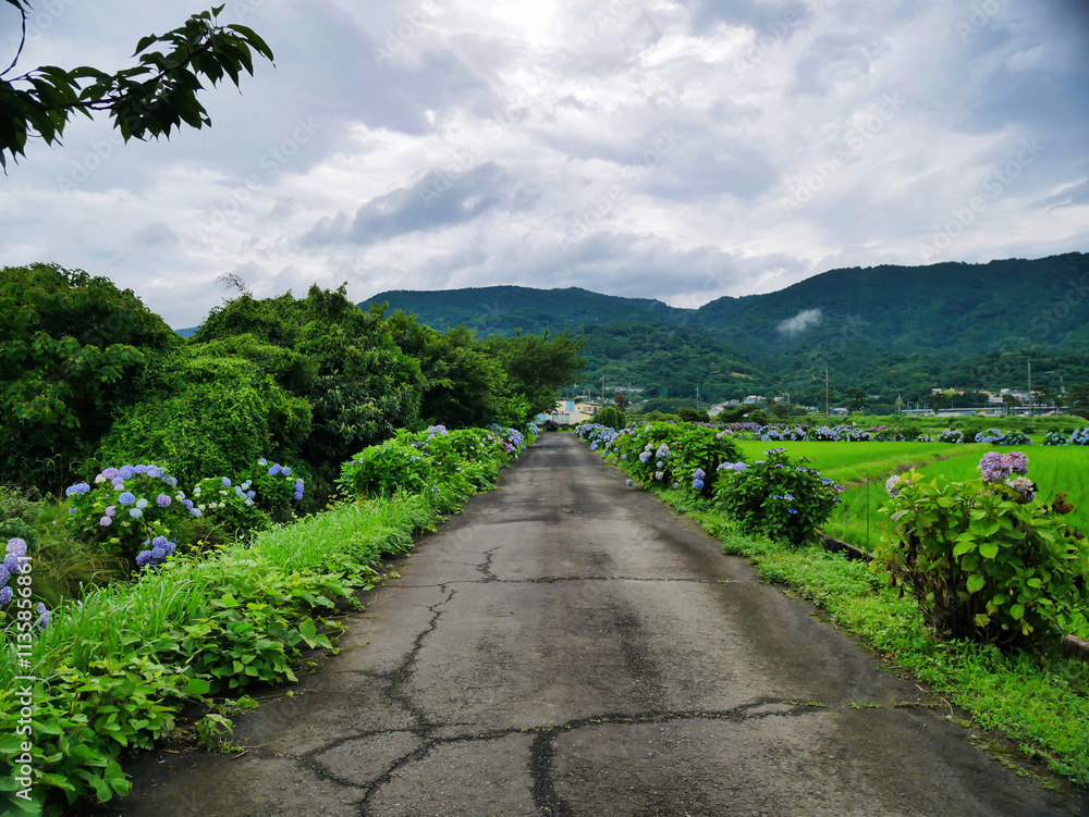 あじさいが彩る田舎道と広がる田園風景