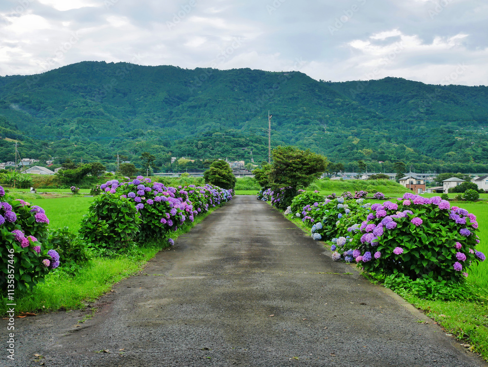 あじさいが彩る田舎道と広がる田園風景