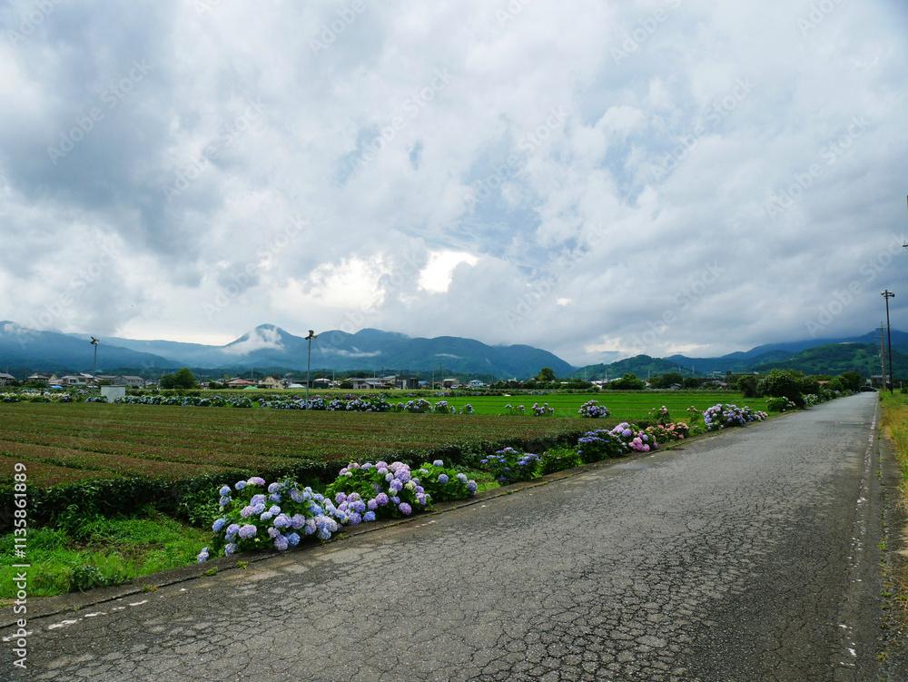 あじさいが彩る田舎道と広がる田園風景