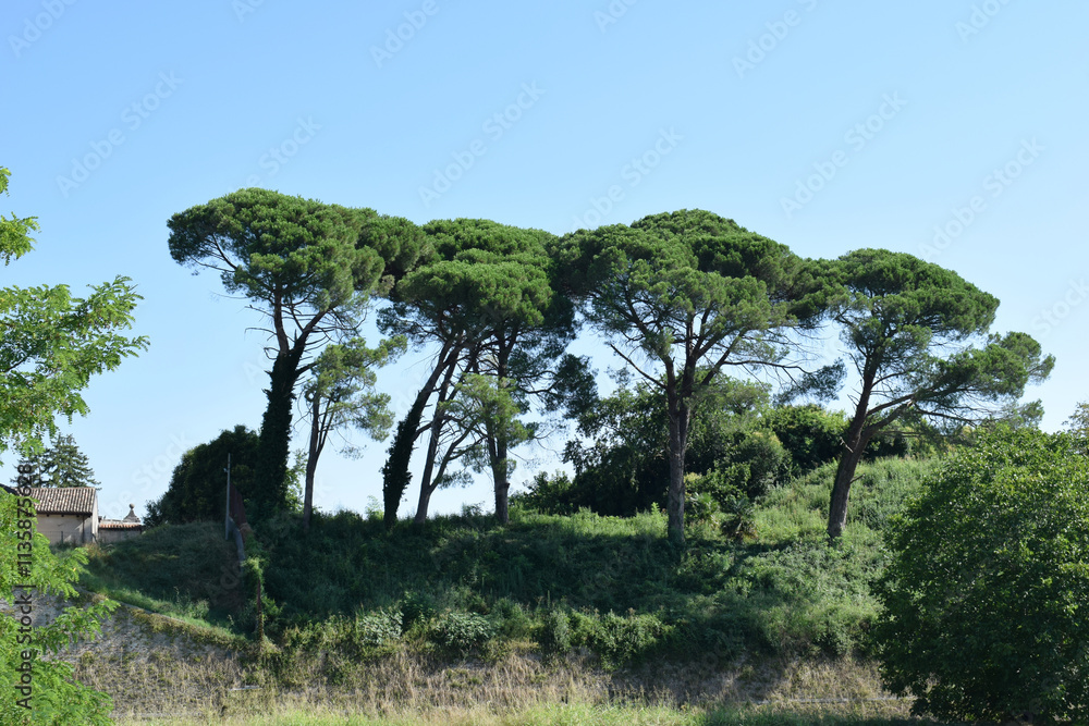 Italian stone pine (botanical name Pinus pinea) row. Also know as the Mediterranean stone pine, umbrella pine and parasol pine. Italian stone pine (botanical name Pinus pinea) row. Also know as the Mediterranean stone pine, umbrella pine and parasol pine.