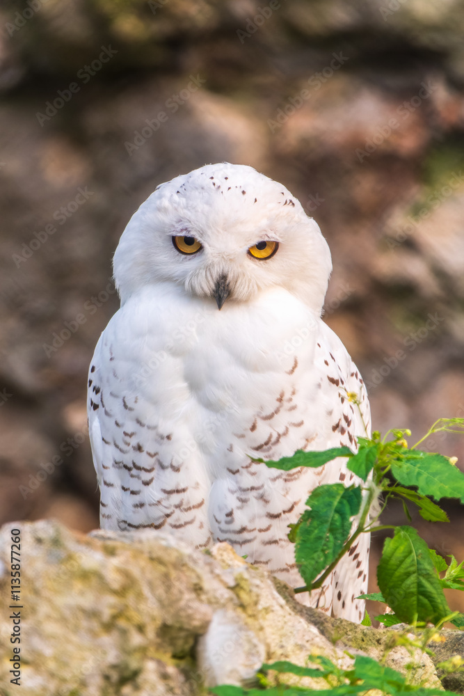 Fototapeta premium A snowy owl sits on a rock cliff.