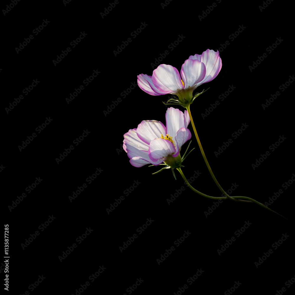 Two blooming Gesang flowers in a dark background Two blooming Gesang flowers in a dark background