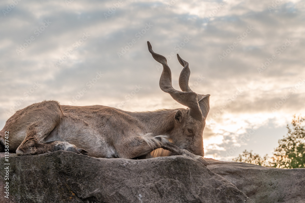 Close-up portrait of Markhor, Capra falconeri, wild goat native to Central Asia, Karakoram and the Himalayas Close-up portrait of Markhor, Capra falconeri, wild goat native to Central Asia, Karakoram and the Himalayas