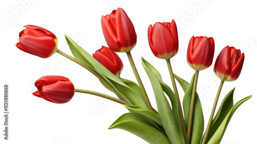 red tulips isolated on a white transparent background
