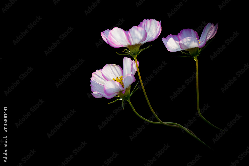 Fototapeta premium three blooming Gesang flowers in a dark background