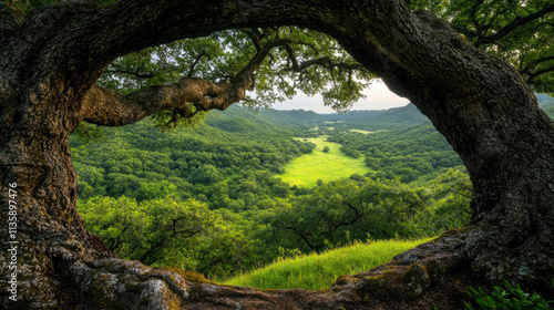 A scenic view framed by a large tree, revealing a lush green landscape with rolling hills and a bright sky.
