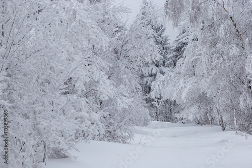 Road in the winter forest covered by snow and fir