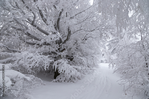 Road in the winter forest covered by snow and fir