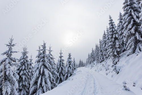 Road in the winter forest covered by snow and fir