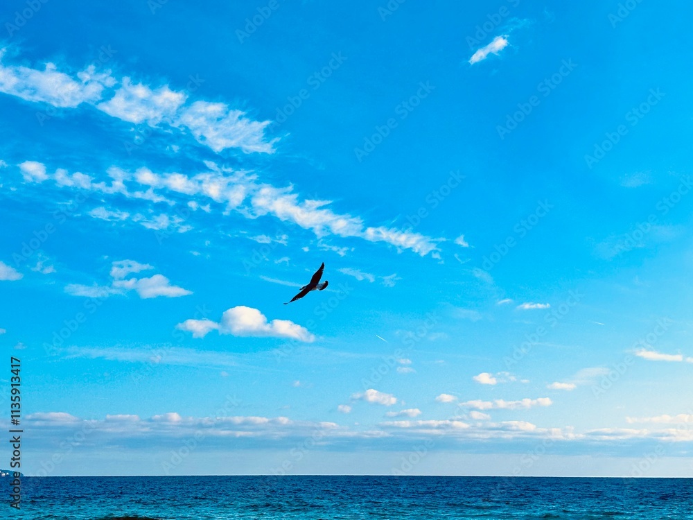 Fototapeta premium bird flies over te sea
