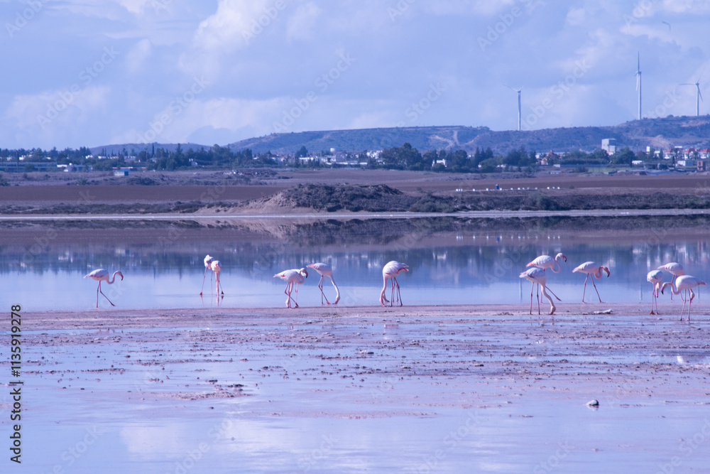 Naklejka premium Larnaca, Salt Lake, flamingos, mosque, Hala Sultan Tekke, Cyprus, birds, water, nature, migratory, wildlife, serenity, reflection, Larnaca Salt Lake, historical, sanctuary, wetland, cultural, seascape