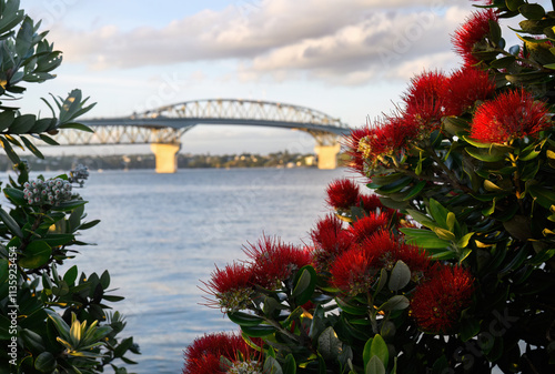 Obraz na płótnie Pohutukawa trees in full bloom. Out-of-focus Auckland Harbour Bridge in the distance. New Zealand. w salonie