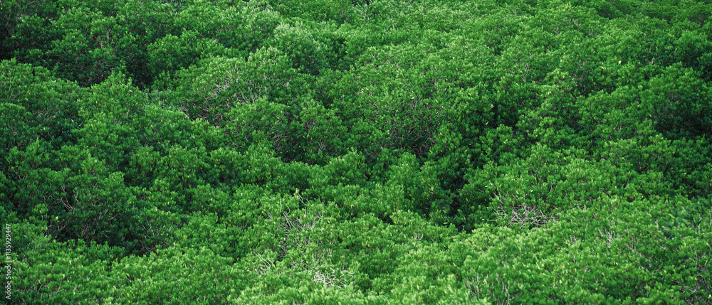 A lush green forest with many trees and bushes A lush green forest with many trees and bushes