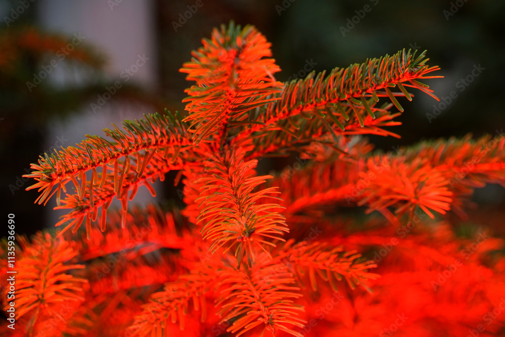 Red illuminated pine needles as an atmospheric Christmas ambience Red illuminated pine needles as an atmospheric Christmas ambience