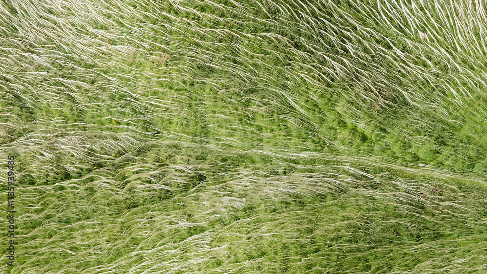 Leaf texture of Stachys Byzantine showcasing intricate patterns in natural greenery