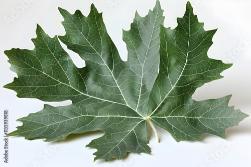 Apricot leaf cut out on a white background photo