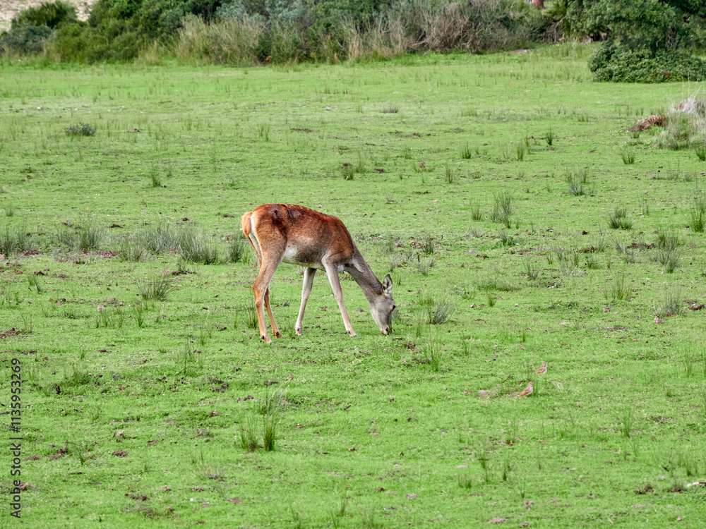 Red Deer. Cervus elaphus. The red deer (Cervus elaphus) is one of the largest deer species. A male red deer is called a stag or hart, and a female is called a doe or hind.