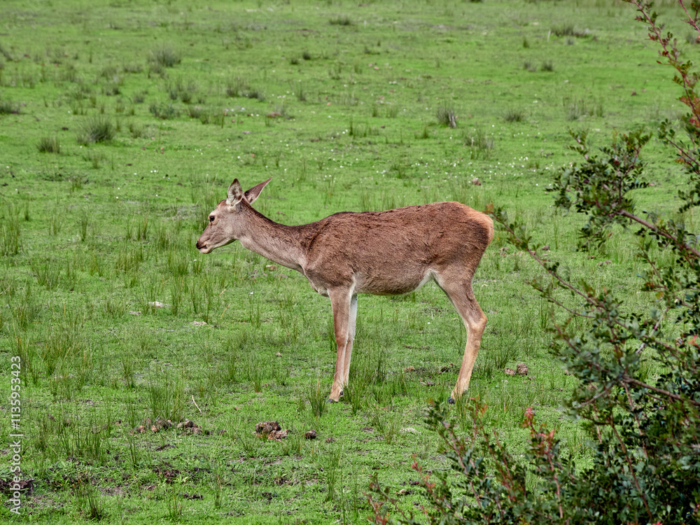 Red Deer. Cervus elaphus. The red deer (Cervus elaphus) is one of the largest deer species. A male red deer is called a stag or hart, and a female is called a doe or hind. Red Deer. Cervus elaphus. The red deer (Cervus elaphus) is one of the largest deer species. A male red deer is called a stag or hart, and a female is called a doe or hind.