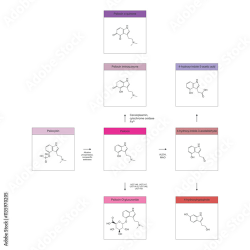 Diagram showing metabolism and biotransformation of Psilocybin into Psilocin and other metabolites. Schematic scientific illustration, skeletal structure.
