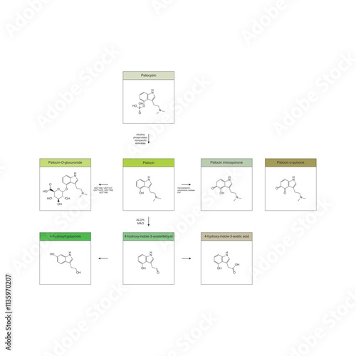 Diagram showing metabolism and biotransformation of Psilocybin into Psilocin and other metabolites. Schematic scientific illustration, skeletal structure.