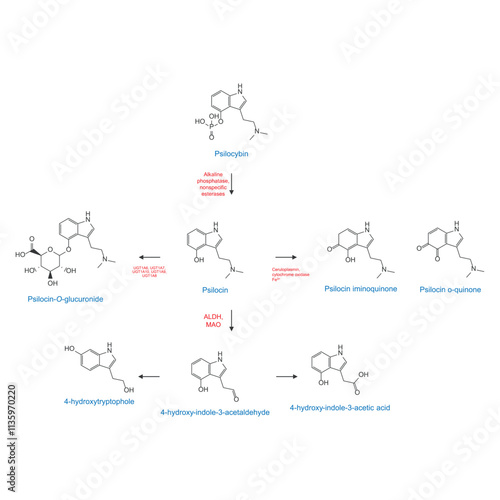 Diagram showing metabolism and biotransformation of Psilocybin into Psilocin and other metabolites. Schematic scientific illustration, skeletal structure.