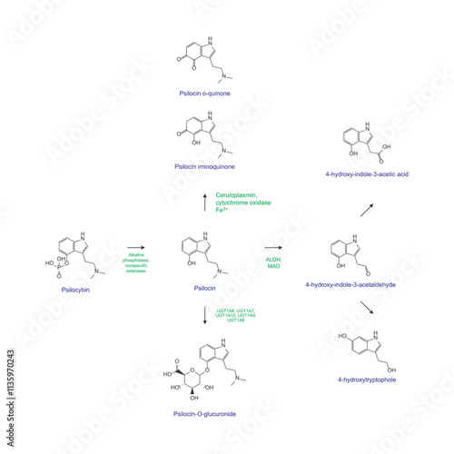 Diagram showing metabolism and biotransformation of Psilocybin into Psilocin and other metabolites. Schematic scientific illustration, skeletal structure.