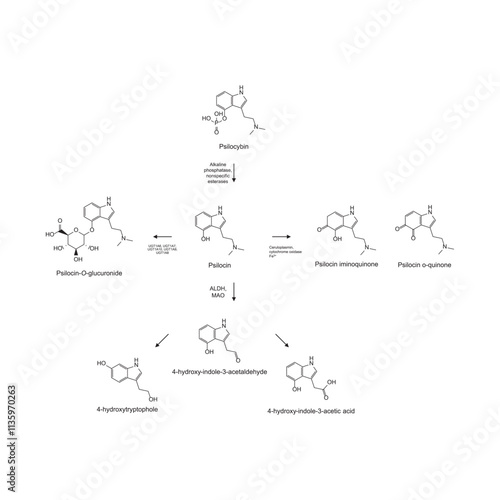 Diagram showing metabolism and biotransformation of Psilocybin into Psilocin and other metabolites. Schematic scientific illustration, skeletal structure.