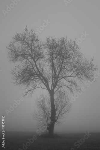 Arbre dans la brume Ardèche France