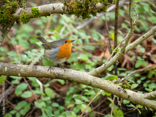 Rotkehlchen (Erithacus rubecula)      photo