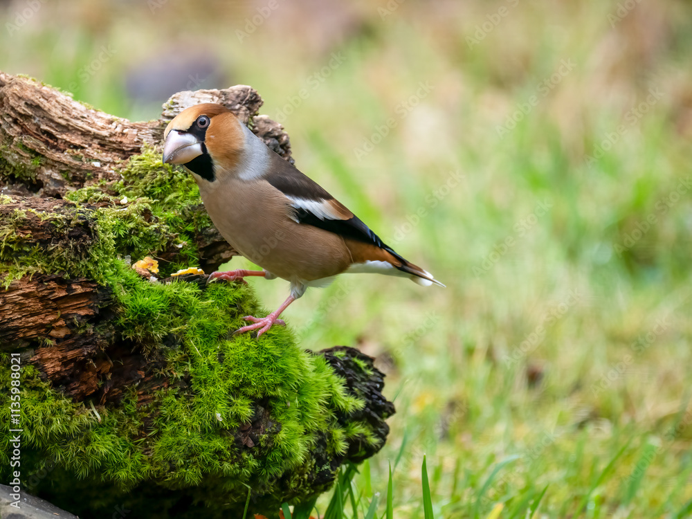 Fototapeta premium Kernbeißer&nbsp;(Coccothraustes coccothraustes) 