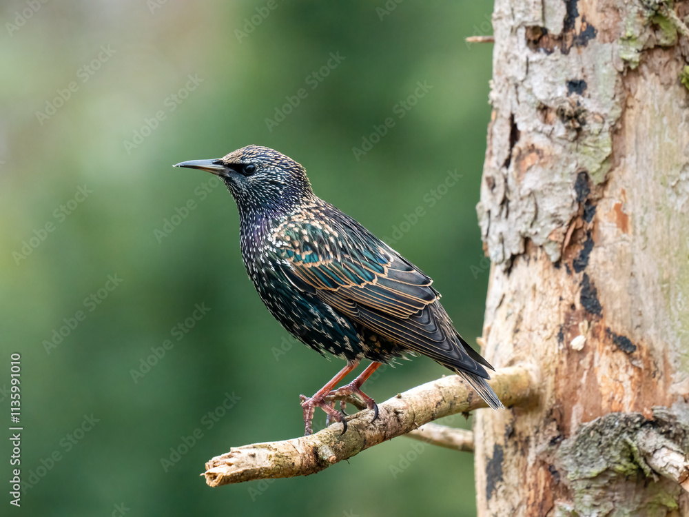 Star (Sturnus vulgaris)    